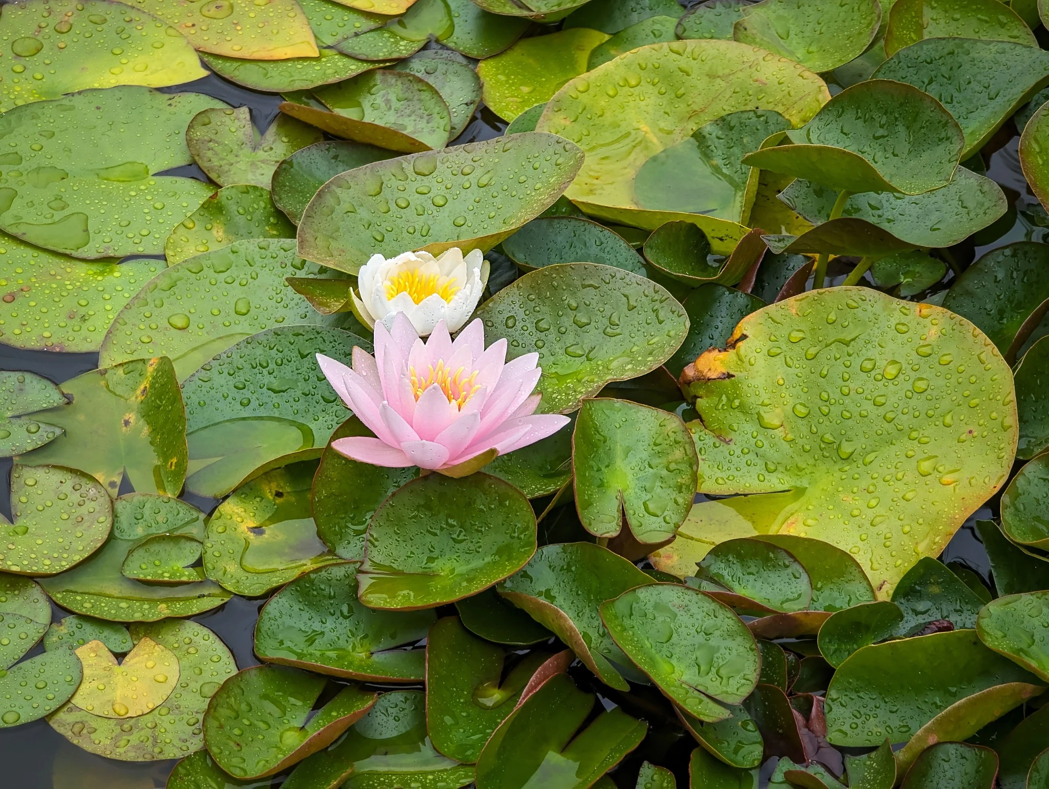 Pink and white water lilies among green lily pads covered in droplets